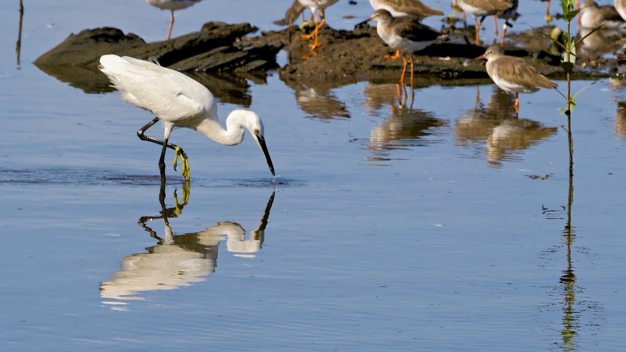 Birdwatching: Little Egret Searching for Food | Sungei Buloh