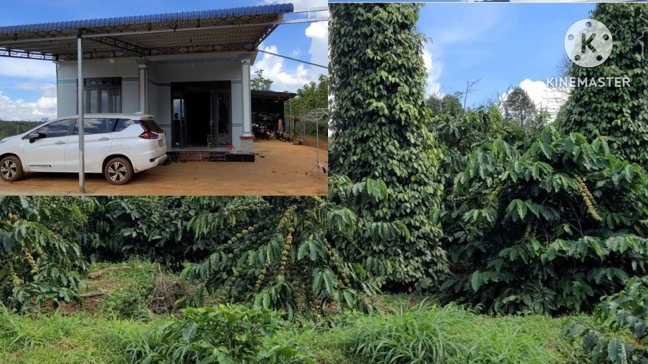 NHÀ XÂY 800.TR KÈM 1.6 HA FUL CAFE TIÊU, SẦU RIÊNG THU MẠNH CẦN BÁN GẤP ..