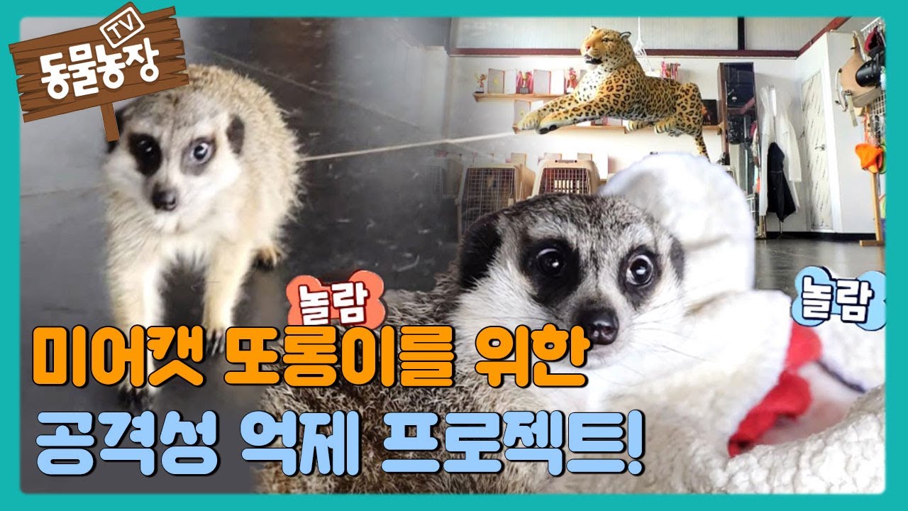 미어캣 &lsquo;또롱이&rsquo;를 위한 공격성 억제 프로젝트! #TV동물농장 #AnimalFarm #SBSstory