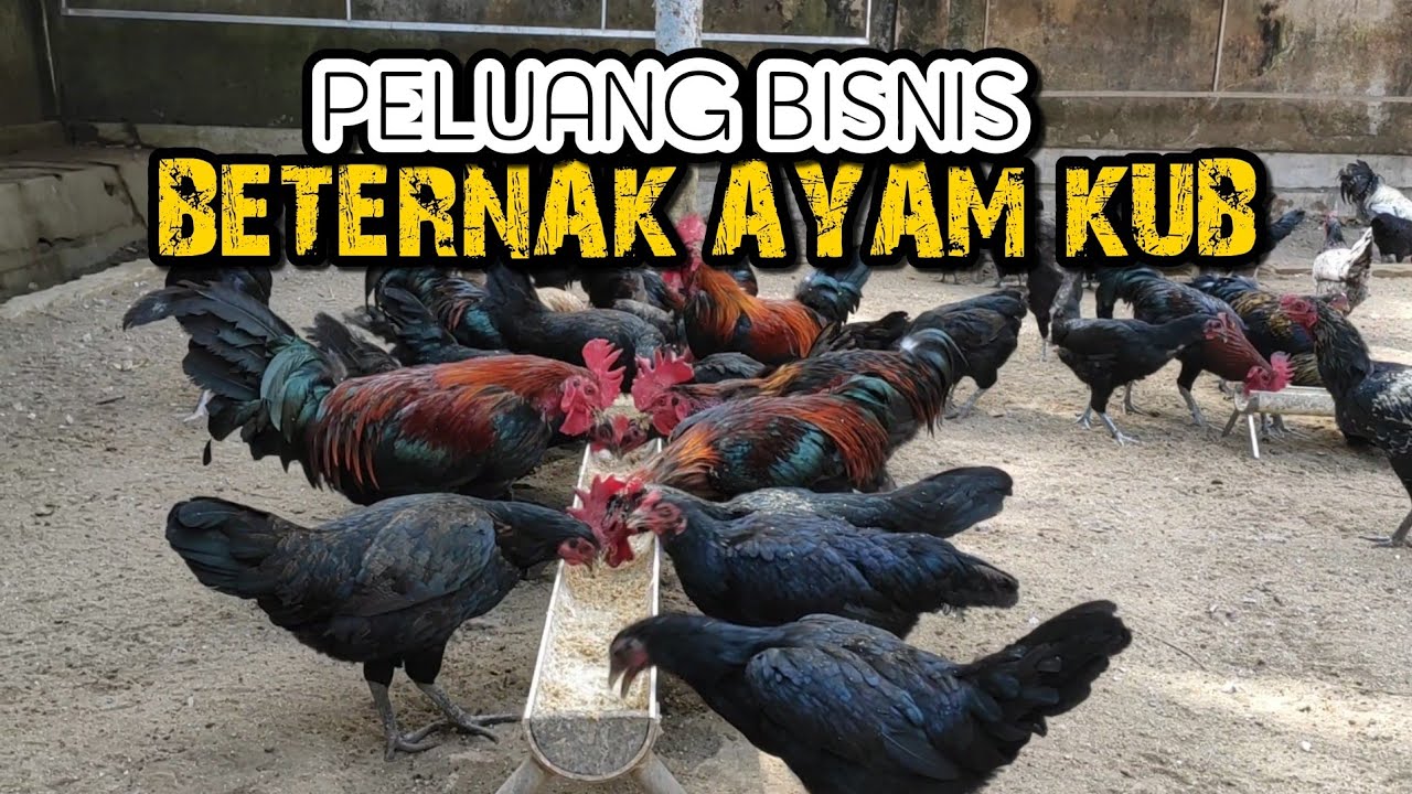 Ini Cara Saya Memperoleh Pendapatan Dari Beternak Ayam KUB