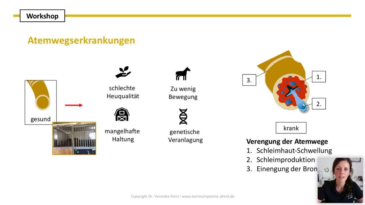 Training für lungenkranke Pferde