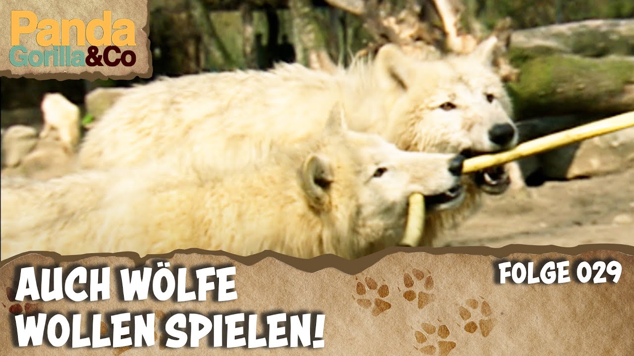Spielstunde bei den Wölfen im Zoo und Kletterspaß bei den Mähnenschafen | Panda, Gorilla & Co.
