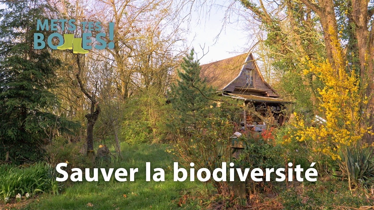 Jean-Louis Amann : l'homme qui a planté sa propre forêt