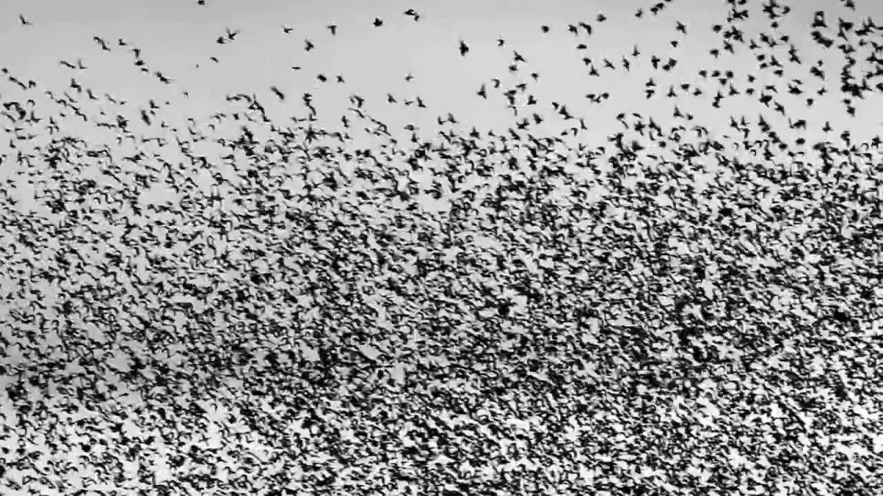 Bell X1 - Starlings Over Brighton Pier