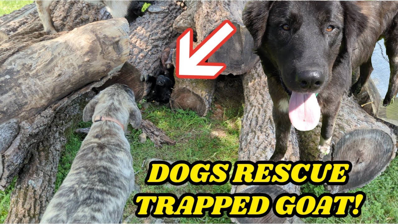 GUARD DOGS RESCUE GOAT THAT WAS TRAPPED BETWEEN GIANT LOGS!