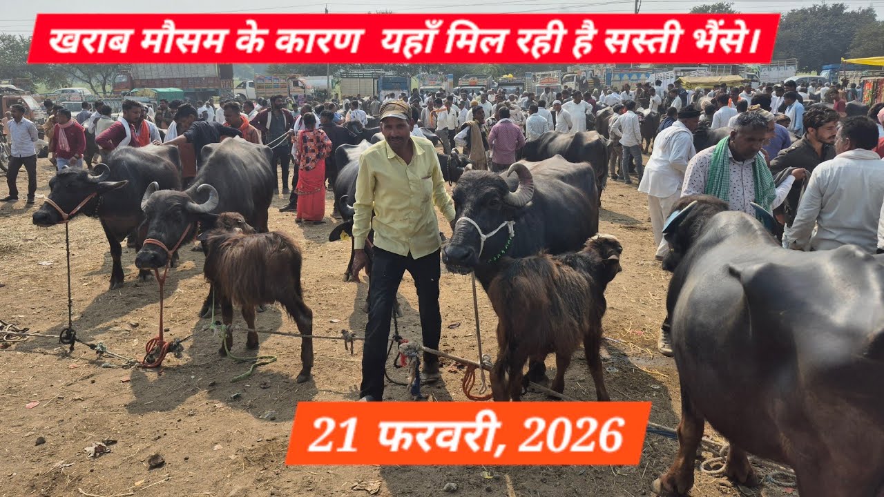 #मक्सी पशुमण्डी 21 फरवरी, 2026 लगेल #भैंस मात्र#baffalo  ₹50000 की 6 महीने की लगेल #मुर्राभैंस 