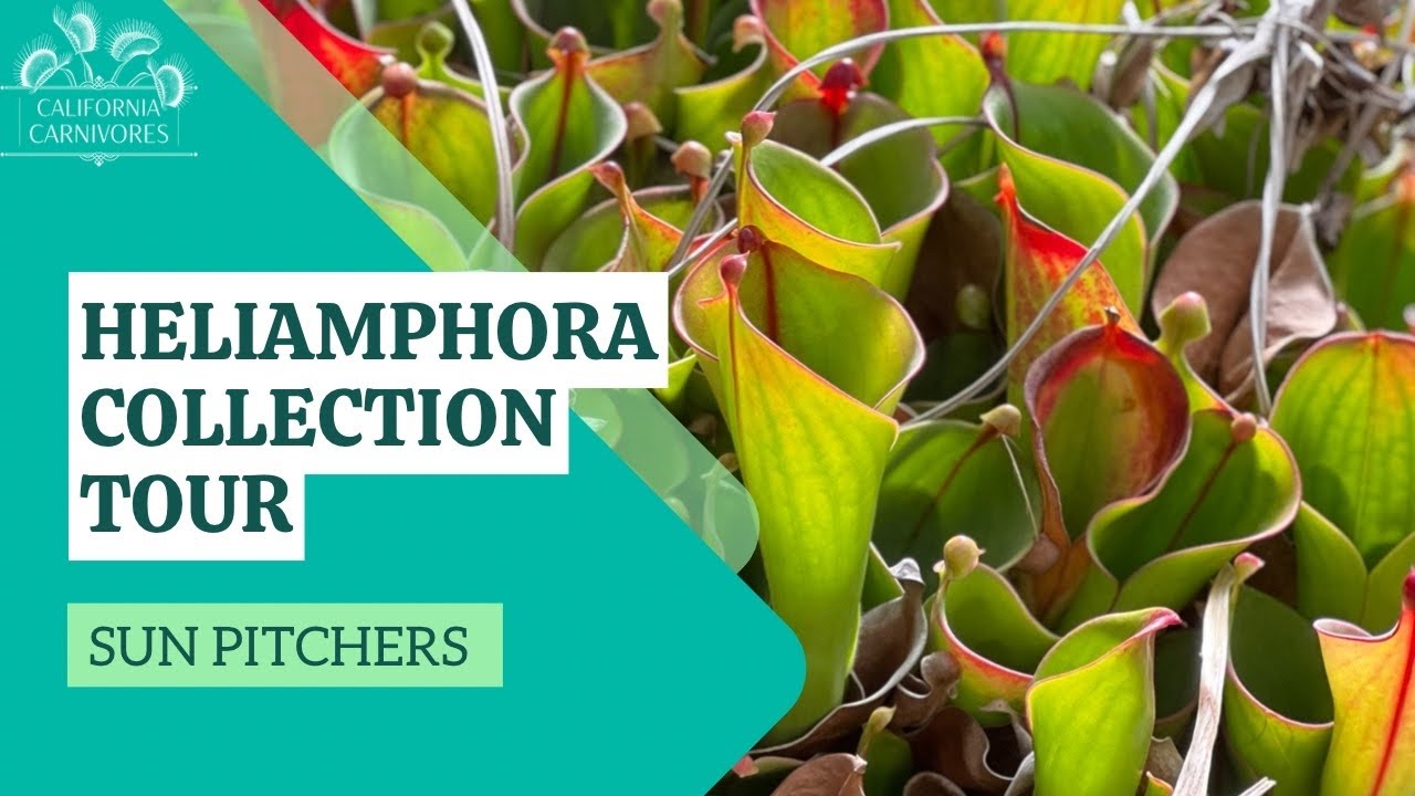 Heliamphora collection at California Carnivores