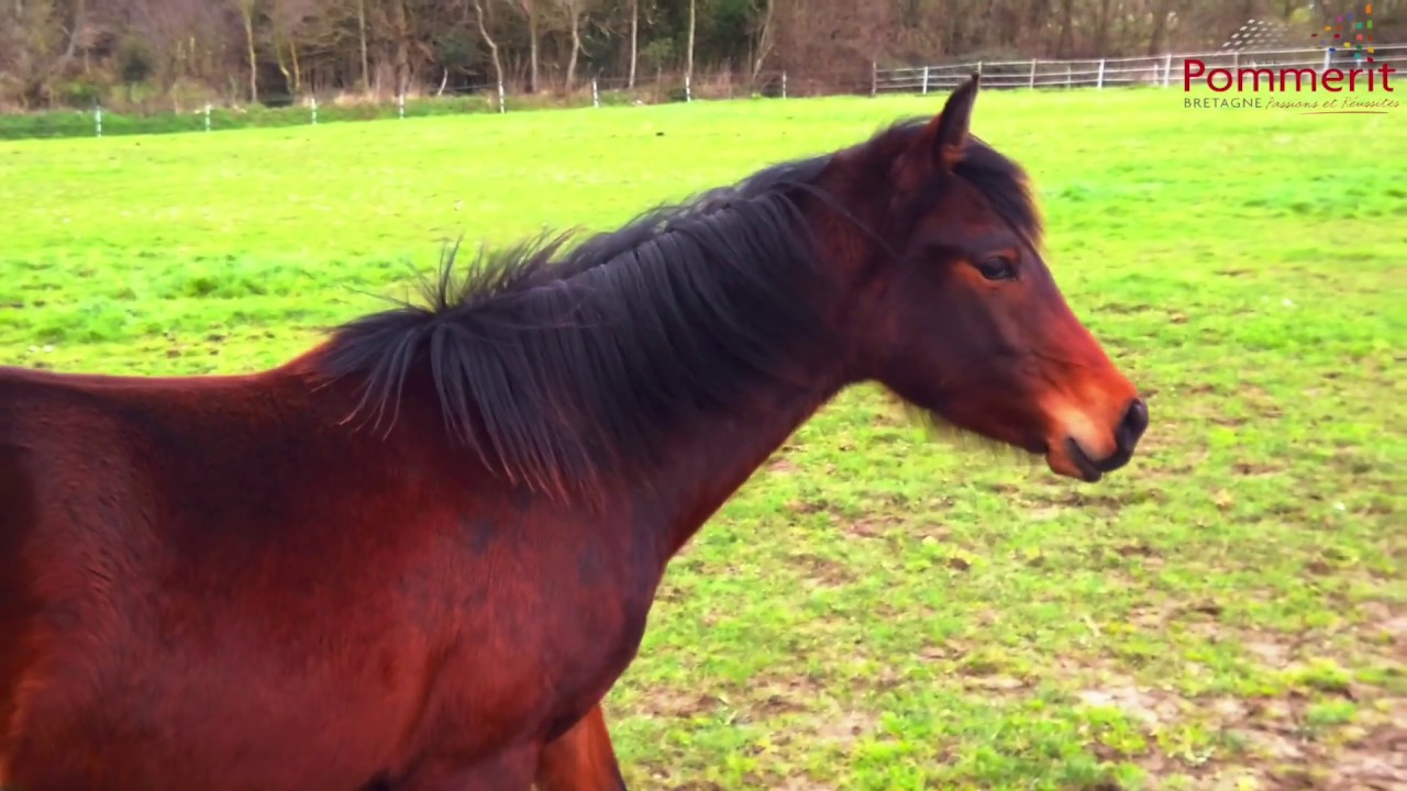 CENTRE EQUESTRE  2