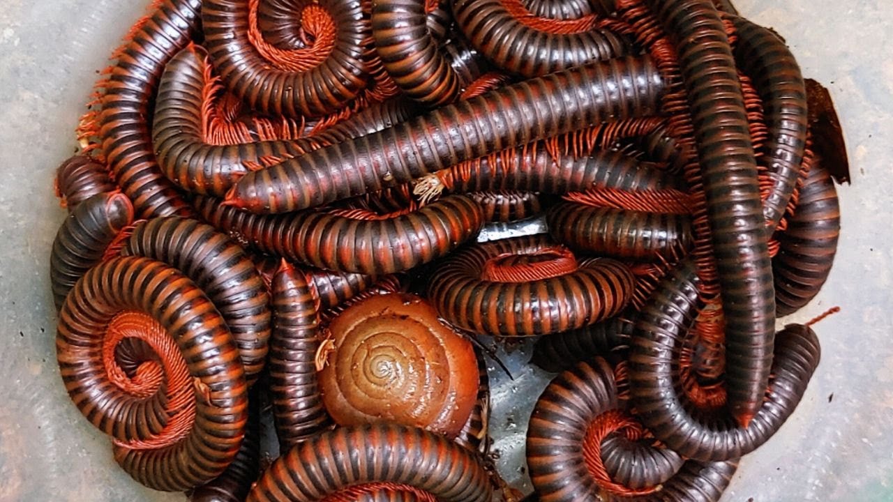 Found and Catching Hundreds of Millipedes in My Backyard