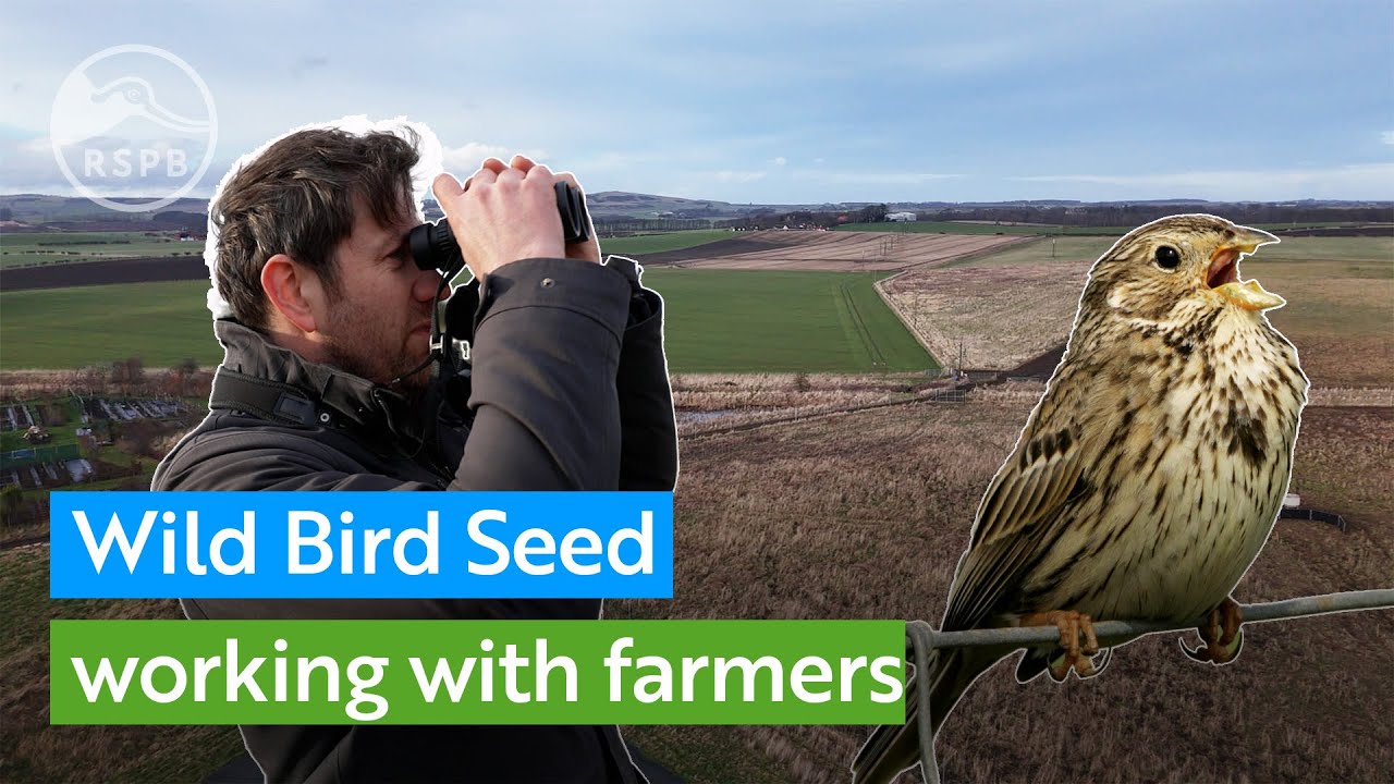 See how farmland birds are thriving with support from farmers and the RSPB