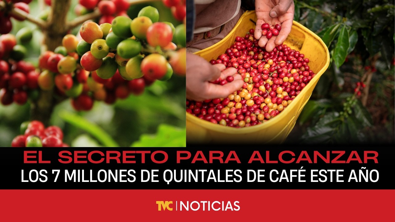 ¡COSECHA DE ORO! El secreto para alcanzar los 7 millones de quintales de café este año