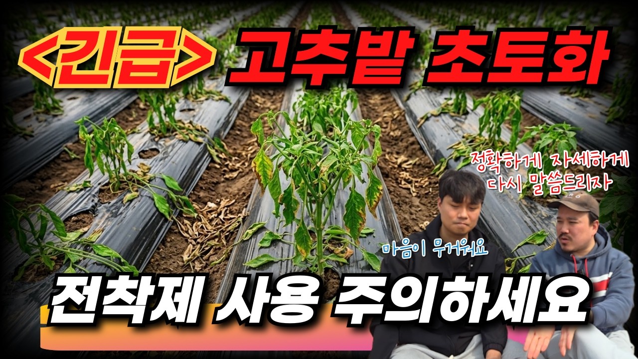 고추밭이 한순간에 초토화됐습니다... 전착제 잘못 쓰면 독이 되는 이유와 올바른 사용법 | 비료 전문가가 알려주는 전착제 사용방법