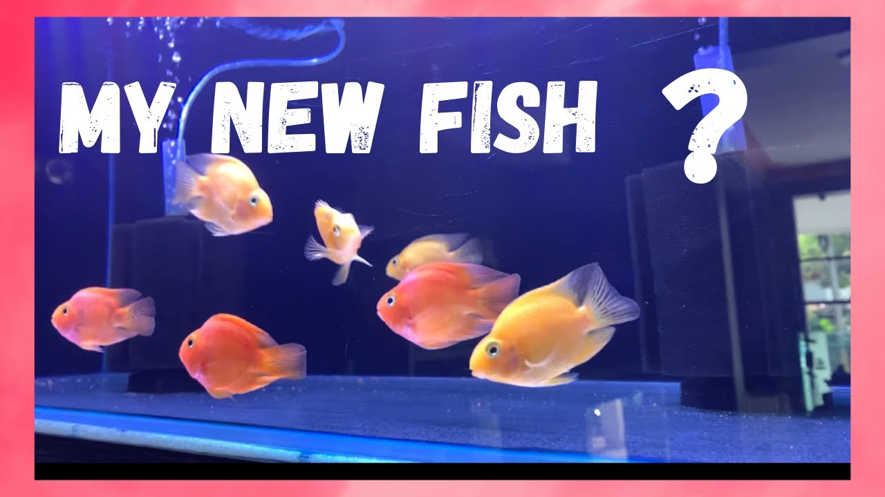 MY NEW SILVER AROWANA FISH | Hyderabad | hindi |