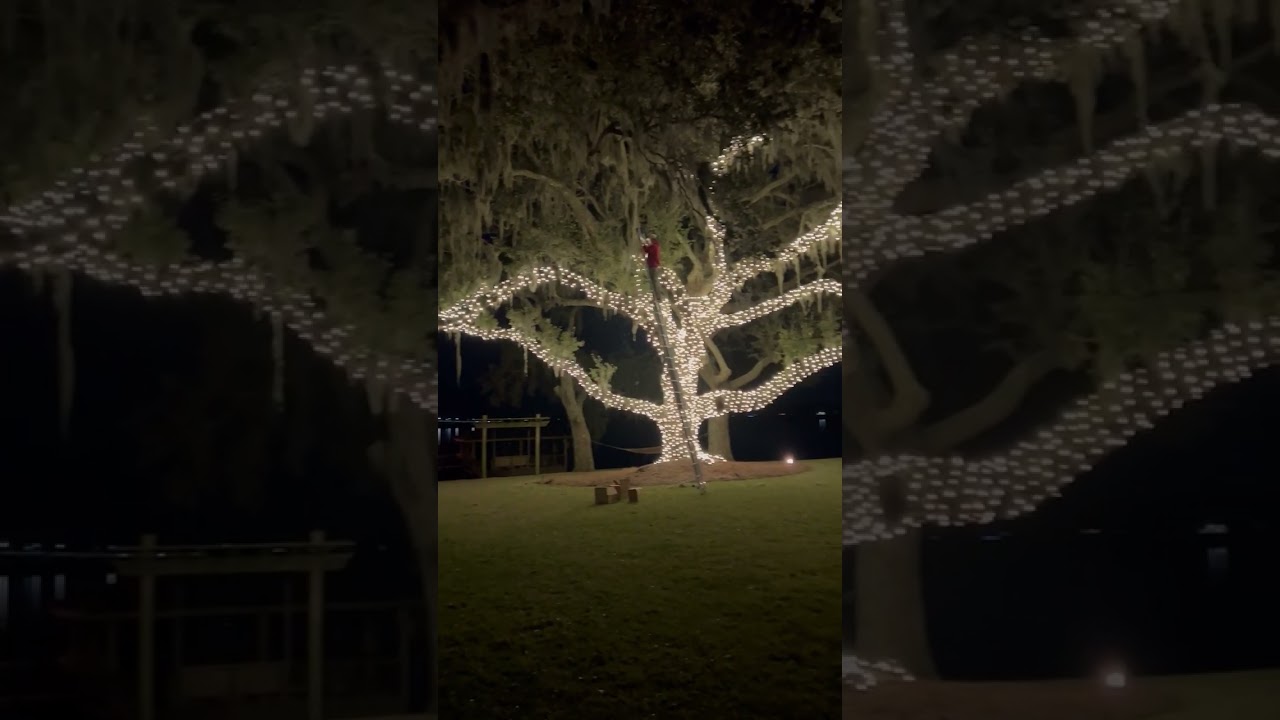 Blink Lighting - Incredible live oak tree wrapped for Christmas lights in Beaufort, SC
