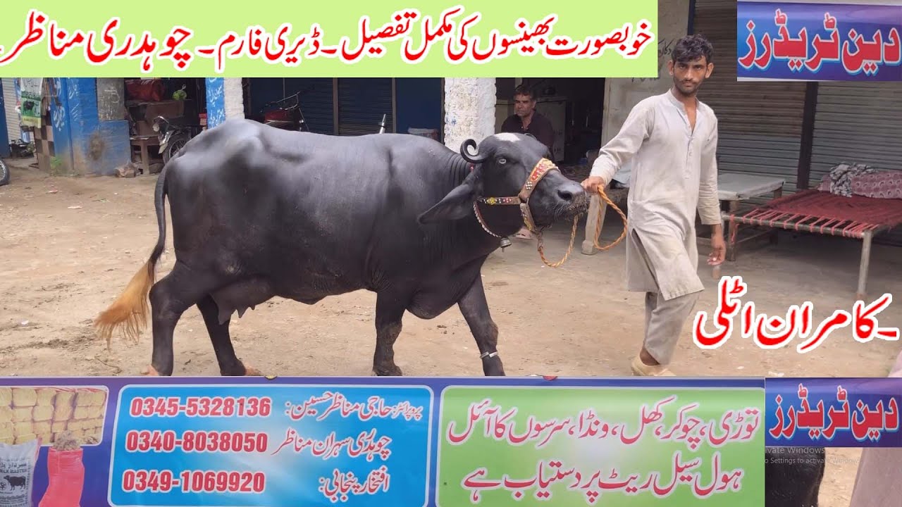 Nili ravi buffalo chichawatni buffaloes in dairy farm dongi lift khuiratta kotli mirpur dongi mandi