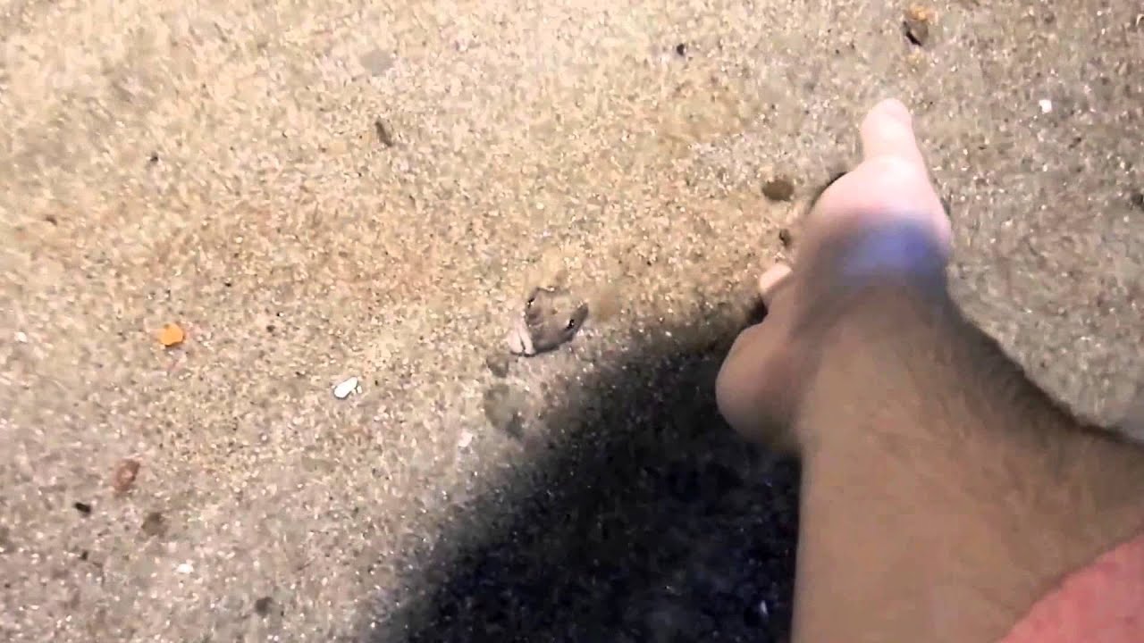 Flatfish hiding in the sand