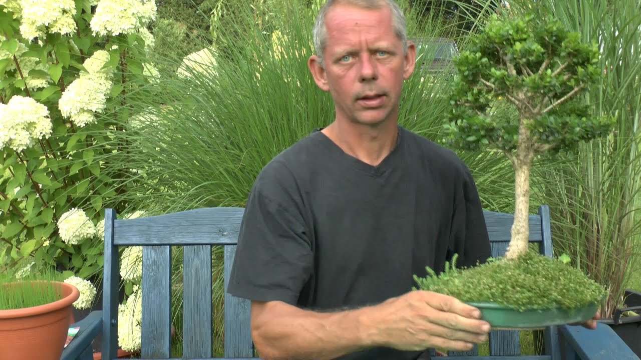 Bonsai Schale Alternativ und ganz einfach durch eine Auflaufform