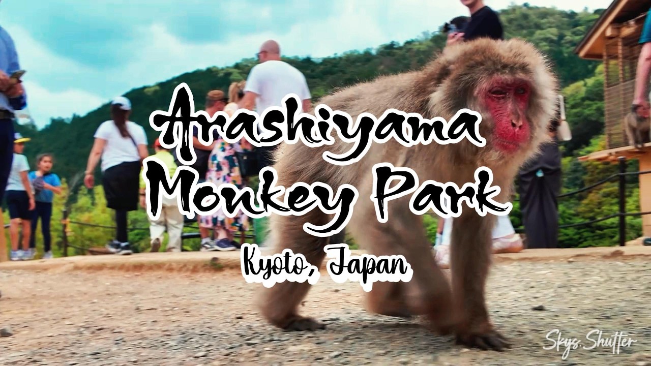 Arashiyama Monkey Park Kyoto Japan 🇯🇵 | Immersive 4K Walk with Wild Monkeys & Mountain Views