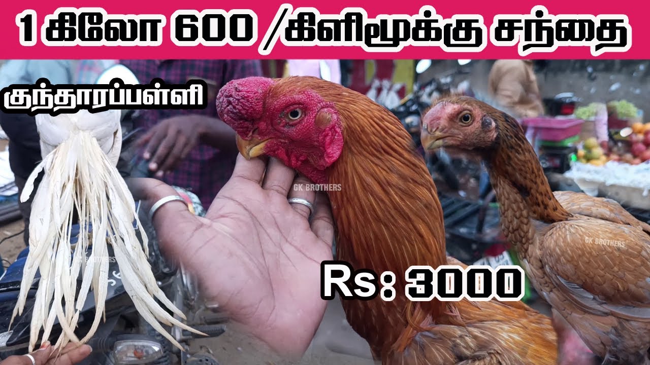 1 கிலோ 600 // கிளிமூக்கு சந்தை//  Parrot Beak Aseel Market , Friday #chicken #gk #trending
