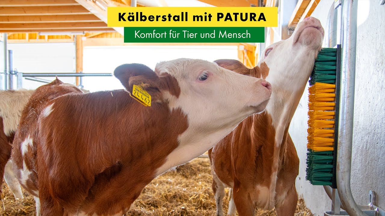 Kälberstall mit PATURA - Komfort für Tier und Mensch