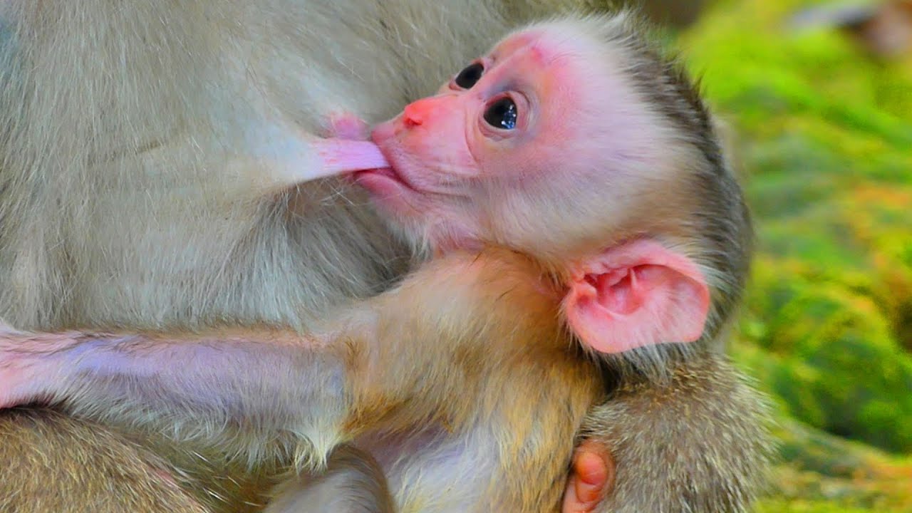 Primate baby monkey.../Please loves cute baby.../Terrific baby life.../Wonderful video