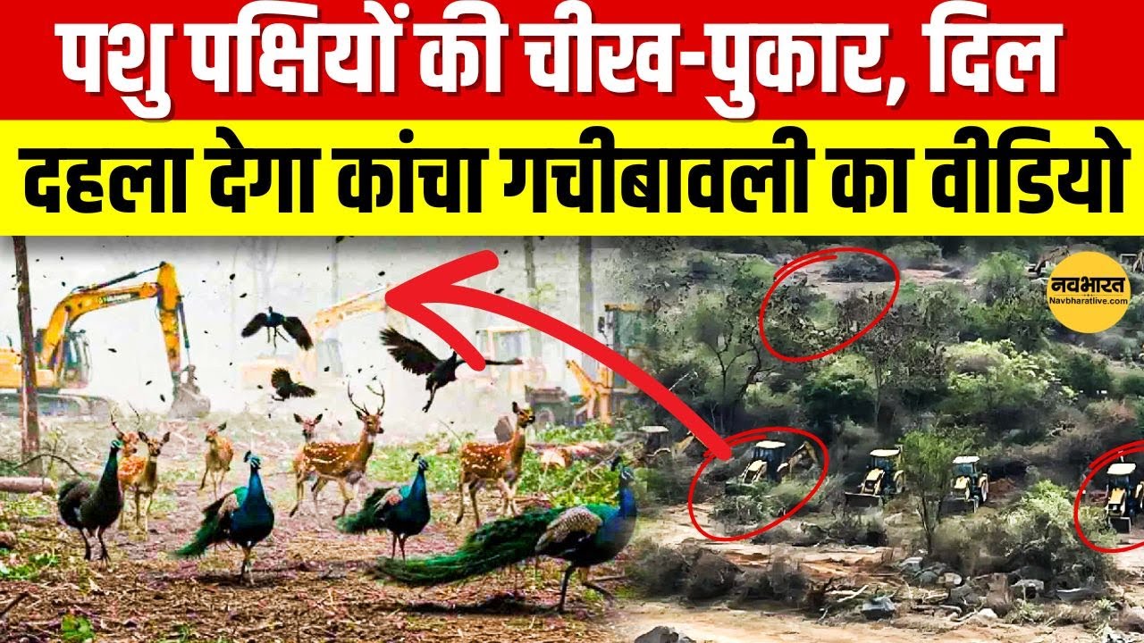 Telangana: कांचा गचीबावली की कटाई,  Hyderabad Forest Viral Video | Kancha Gachibowli Supreme Court