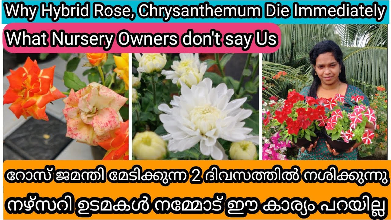 Why Nursery Bought Plants Die Soon | നഴ്സറിയിൽ നിന്ന് മേടിക്കുന്ന ചെടികൾ എന്തുകൊണ്ട് നശിക്കുന്നു