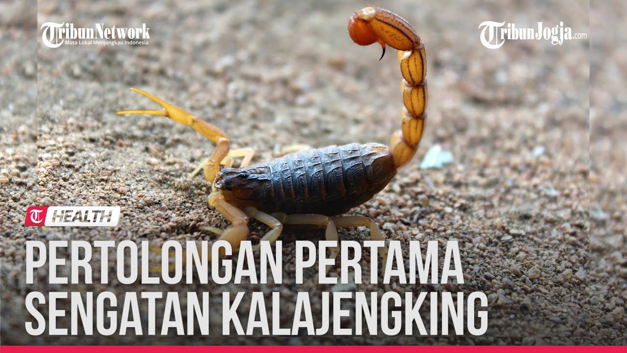 YANG HARUS ANDA LAKUKAN KETIKA DISENGAT KALAJENGKING