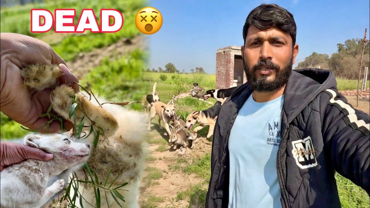 My Favorite One Dead / Attacked By DOGS / Mr Asad