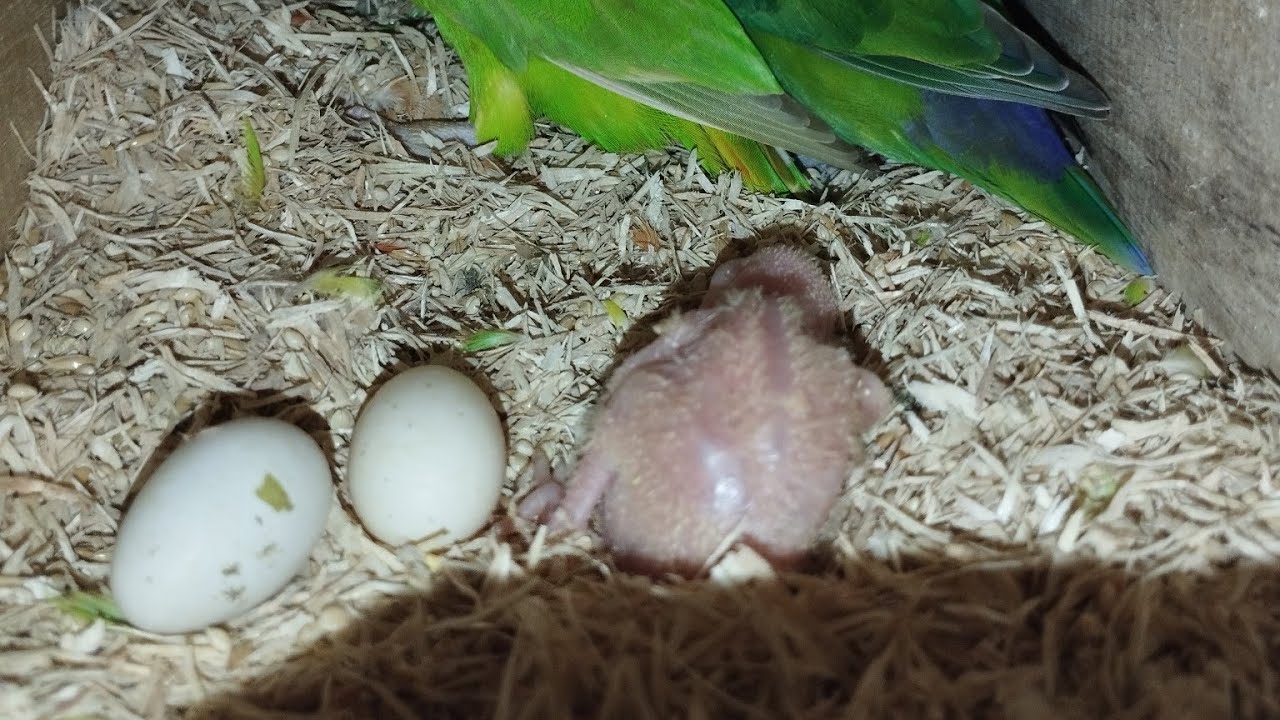Panen Lovebird PF