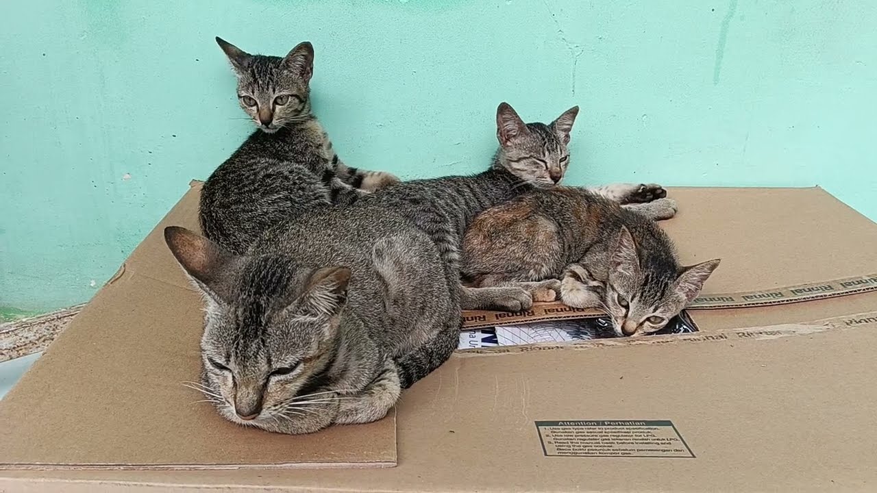 Cats with cold morning, Calm cute & no spirit. Kucing terbelah 4