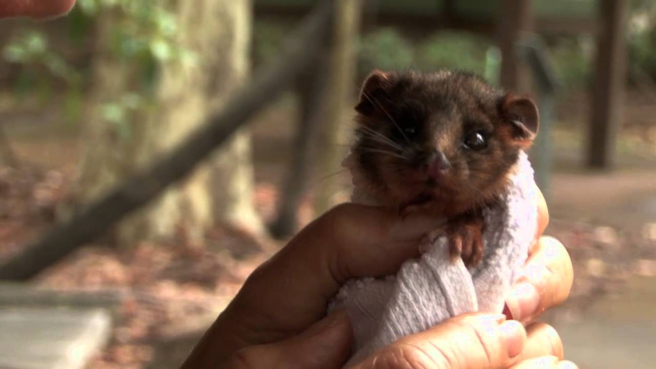 cute ring tail possum