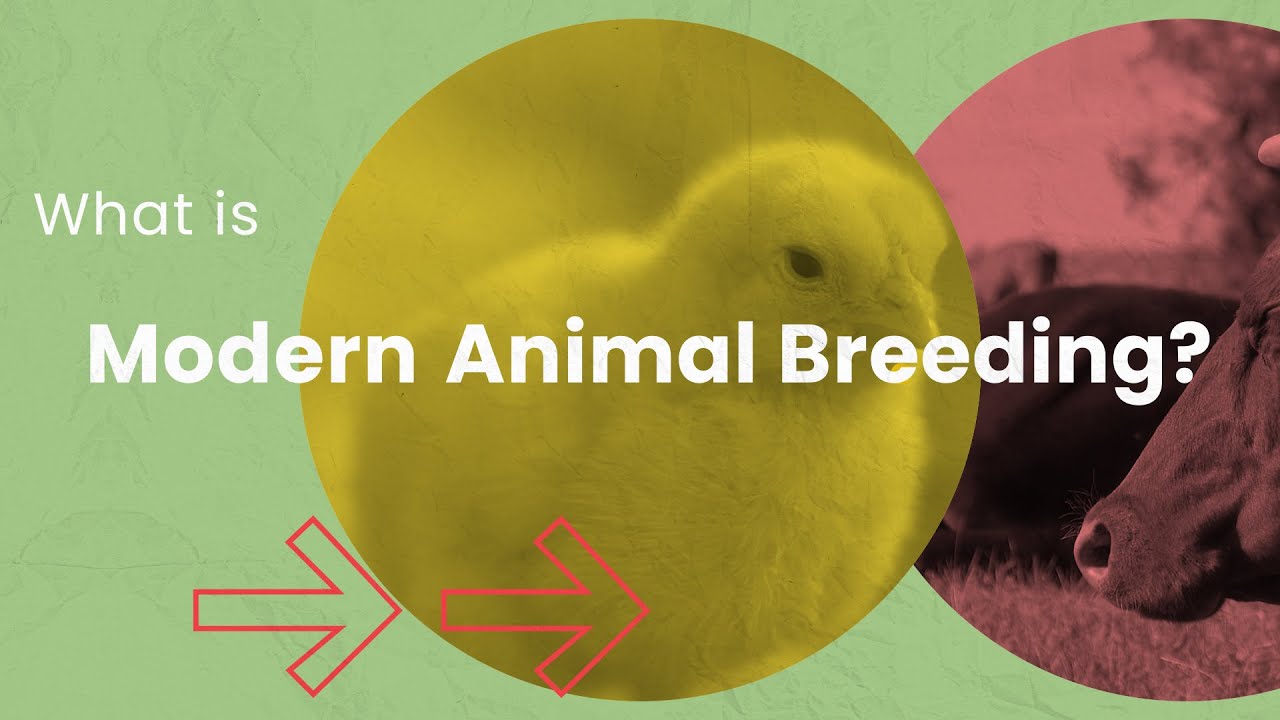 What is Modern Animal Breeding?