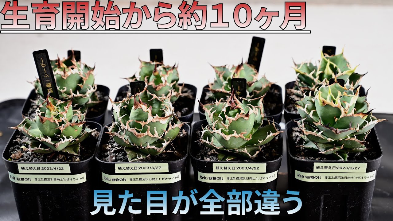 【生育から約10ヶ月】シーザーとハデスのその後　アガベチタノタ　【#植物検証】