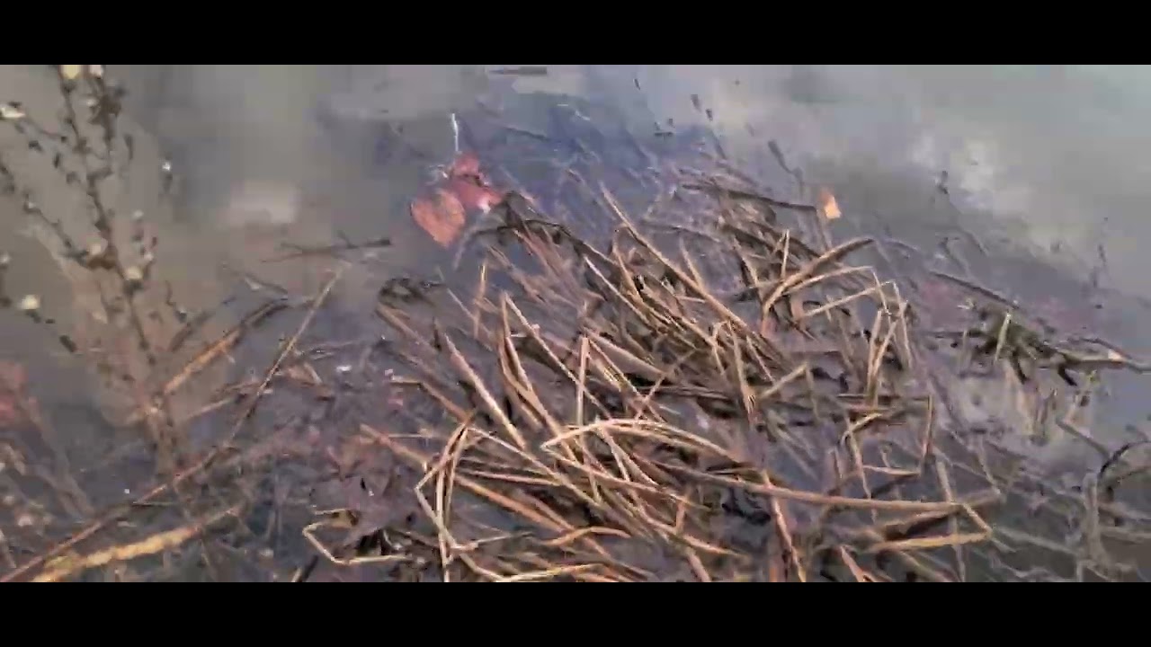 Mallard ducks flying