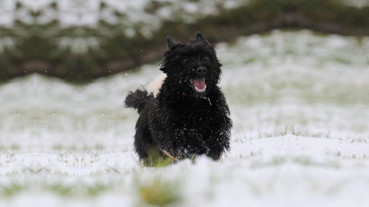 Cute and Funny Cairn Terrier | Cute Dogs Show Love Funniest Video