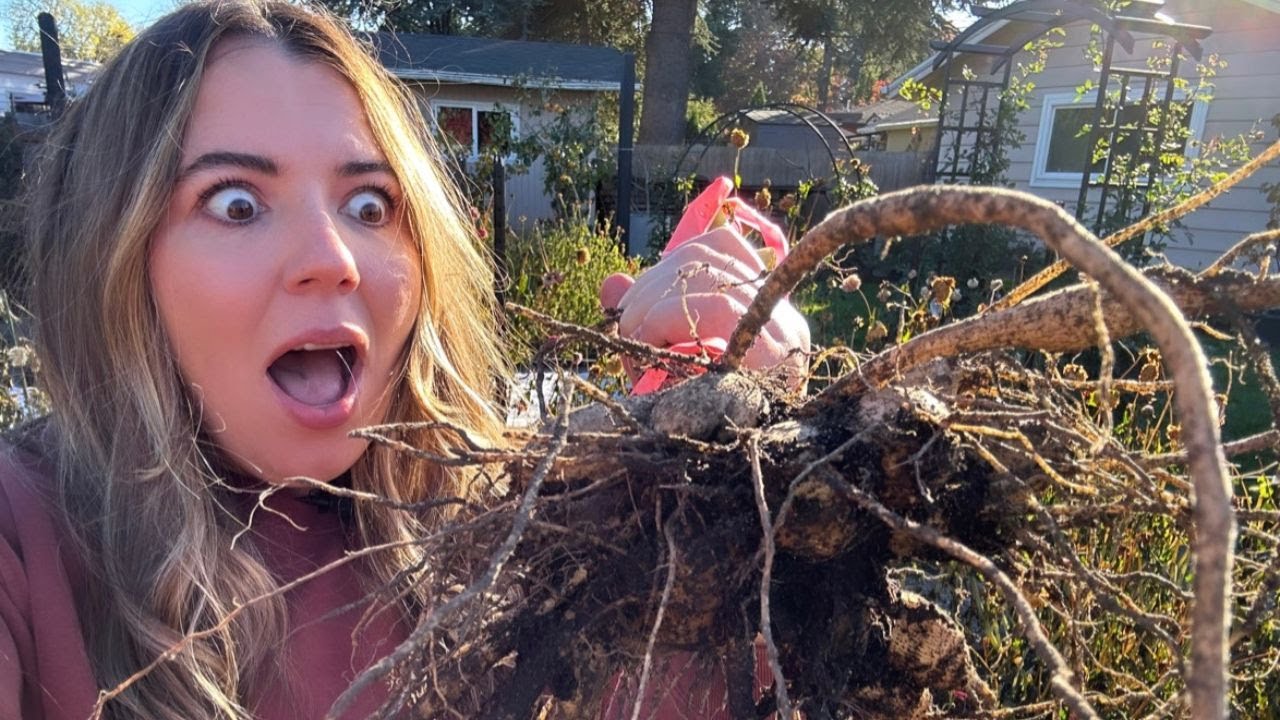 How to Dig and Store Dahlias 2023 🤩