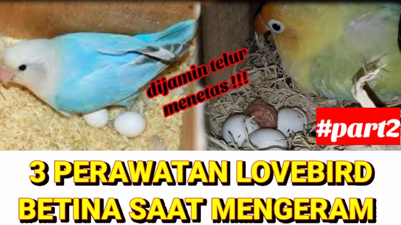 mudah dan praktis I 3 perawatan Lovebird betina saat mengeram maksimal #part2