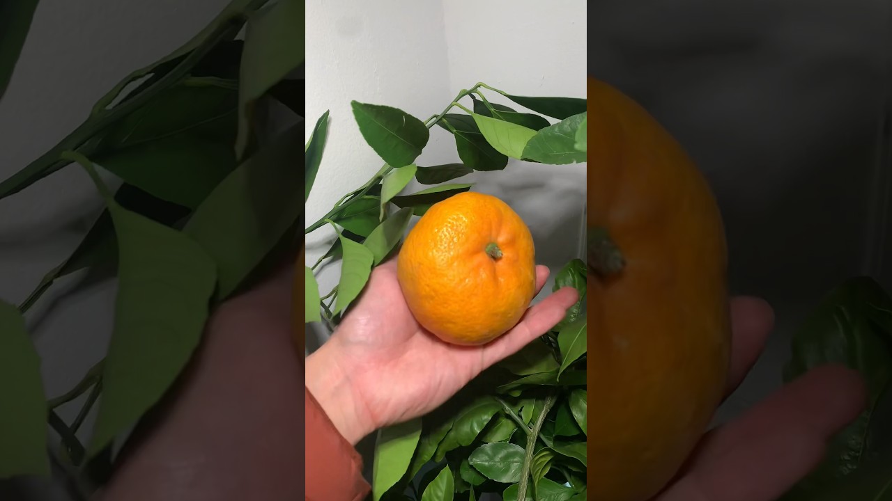 Miho Ssatsuma Mandarin Harvest! #asmr #homemade #organic #indoorplants #garden #mandarin #orange