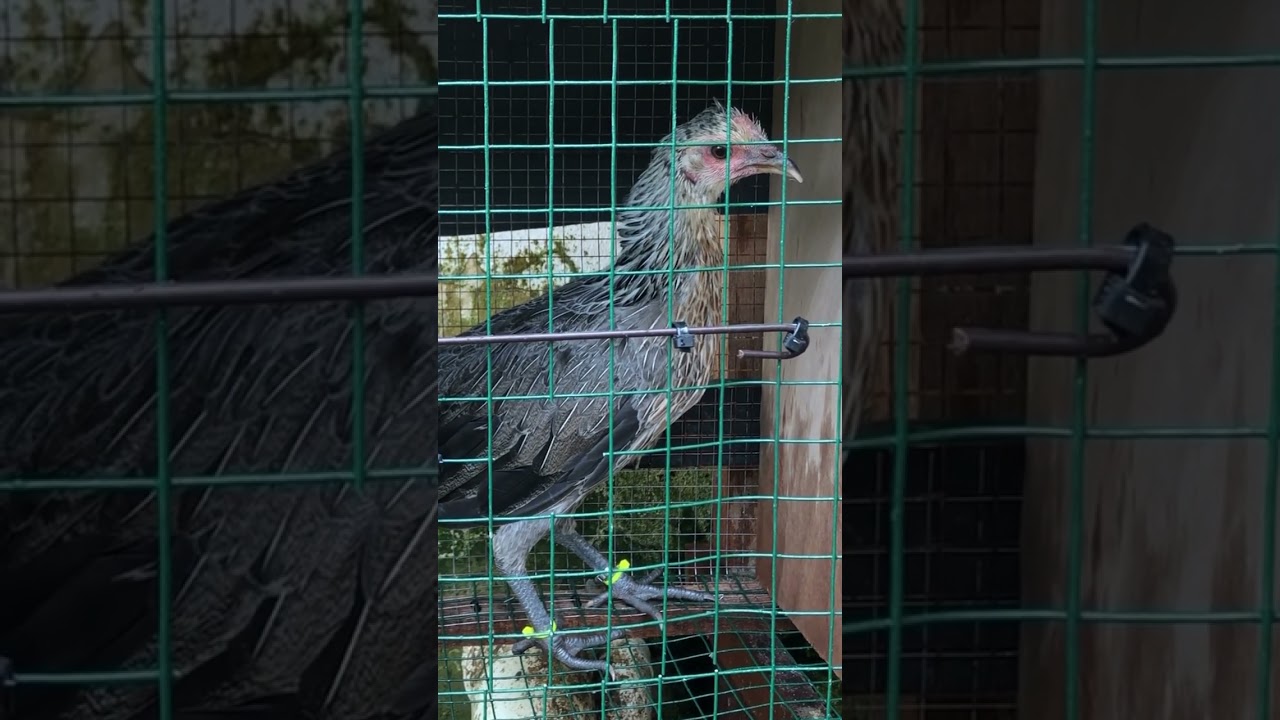 Hatch Grey Pullet #jrcandicefarms