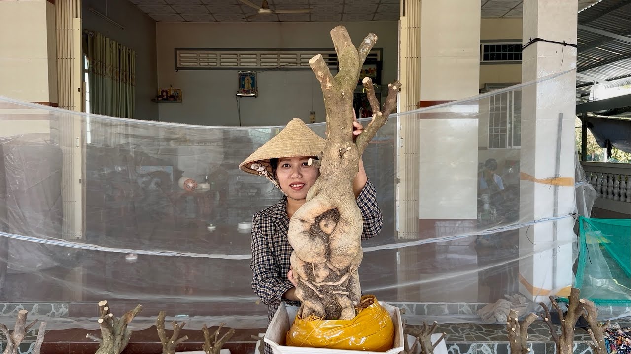 Phôi hoa giấy Hương Đoàn giao lưu giá bình dân, cây đẹp bao ship ☎0939.421.599