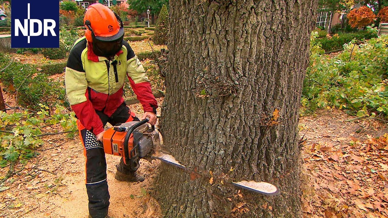 Herbststress für die Holzprofis | Die Nordreportage | NDR Doku