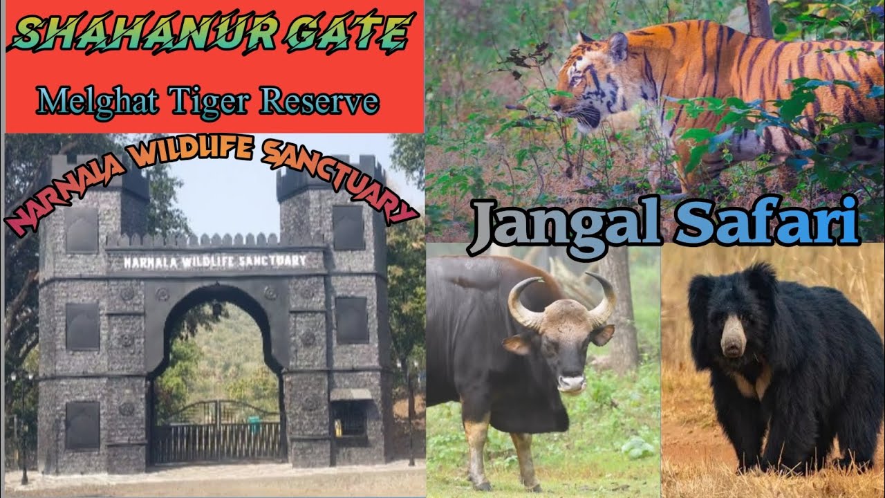 Narnala | Wildlife Sanctuary | Dhargad Bori Jangal Safari | Melghat Tiger Reserve Shahanur Gate 