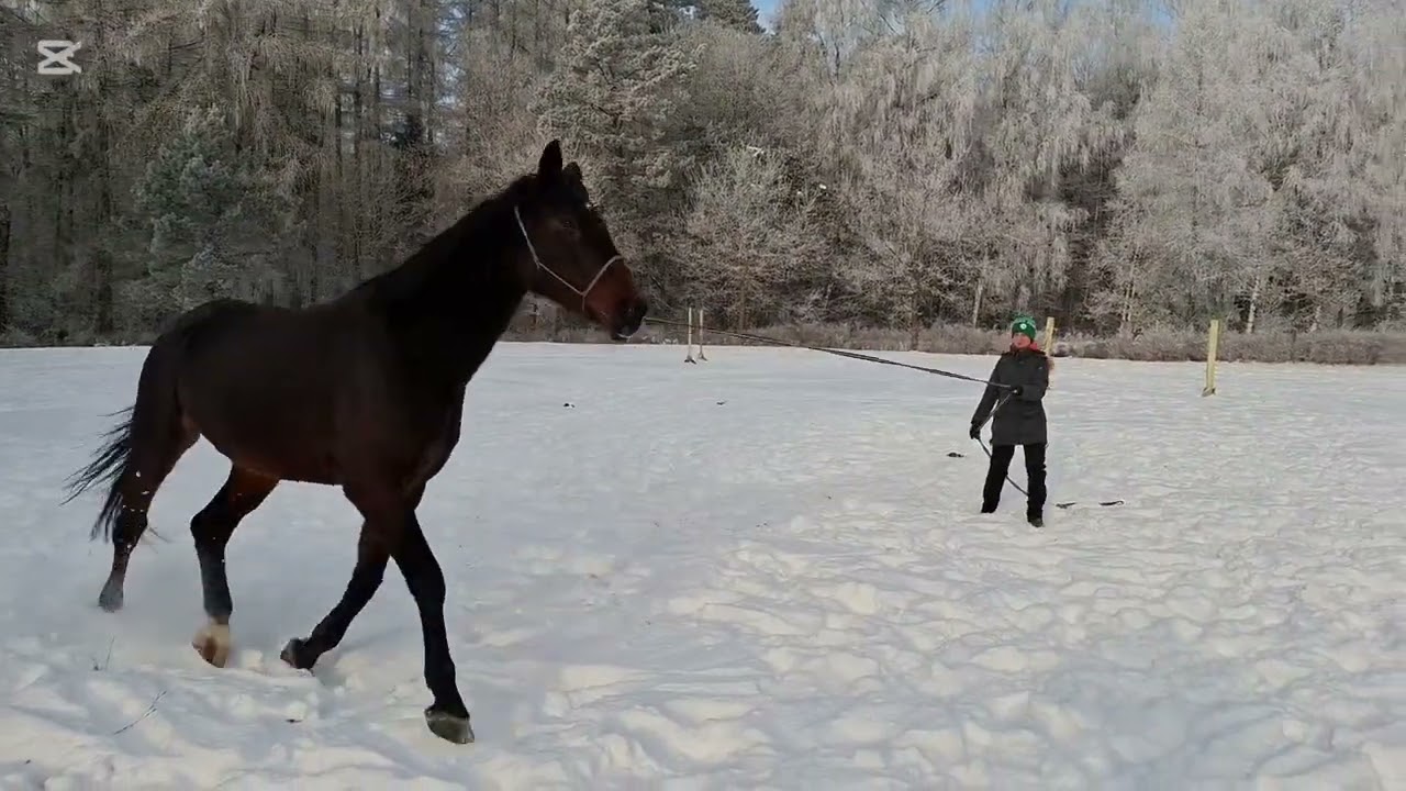 Klacz Contendro I x Landadel - na sprzedaż 