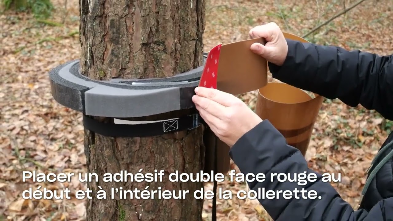 Comment installer PROCESSatrap collier : piégeage de descente des chenilles processionnaires du pin