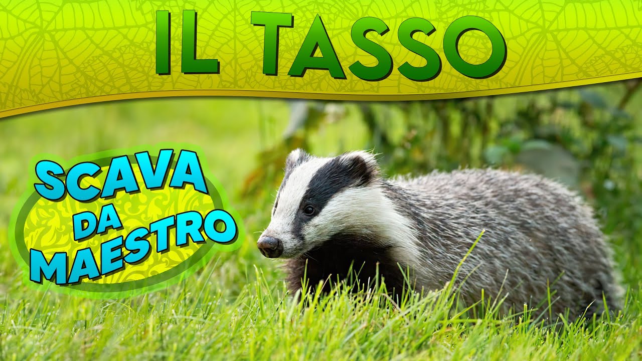Il Tasso: scava da maestro ► Puntata 42