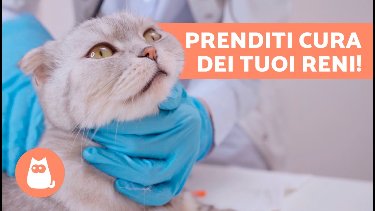 CONSIGLI per PRENDERSI CURA DEI RENI DEL TUO GATTO 🐱 | Come prevenire i problemi renali nei gatti ✅