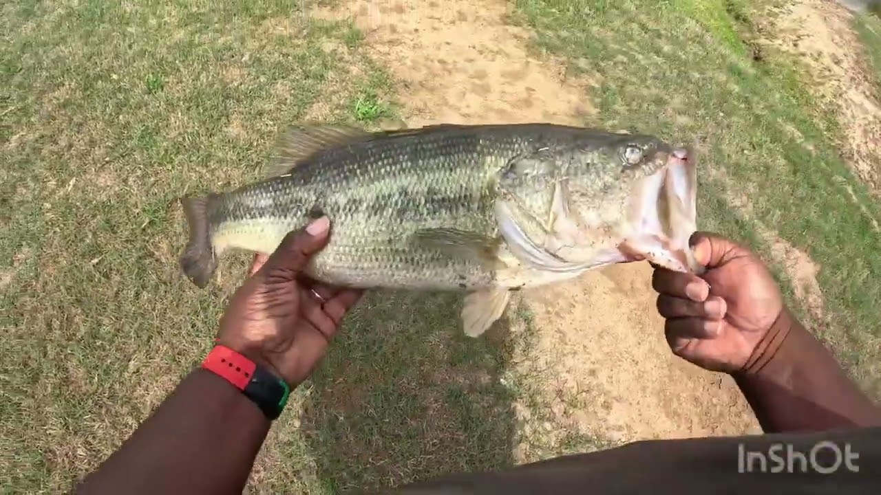 My BEST SPRING BASS FISHING DAY EVER ( BIG BASS ) #fishing #bassfishing #spring 