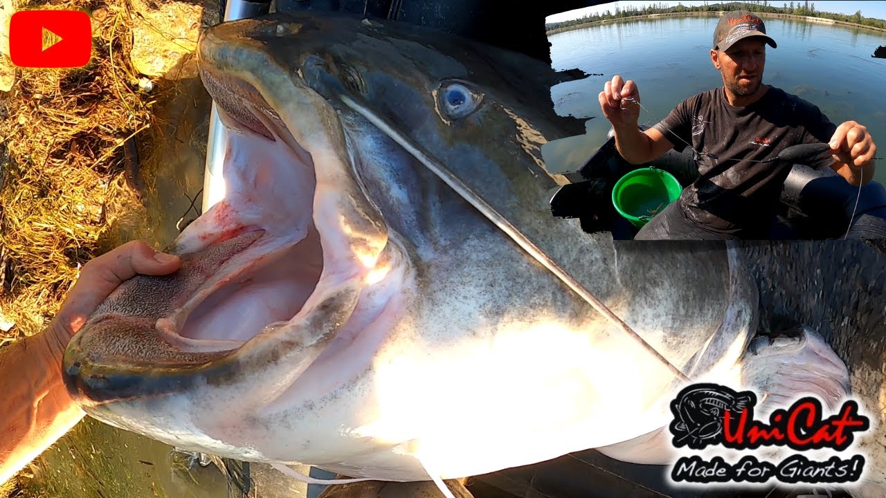 Aventure Silure sur le Grand Rhône avec ROMULUX - ( Il pète son RECORD 252 cm !!! ) - Film - #UniCat
