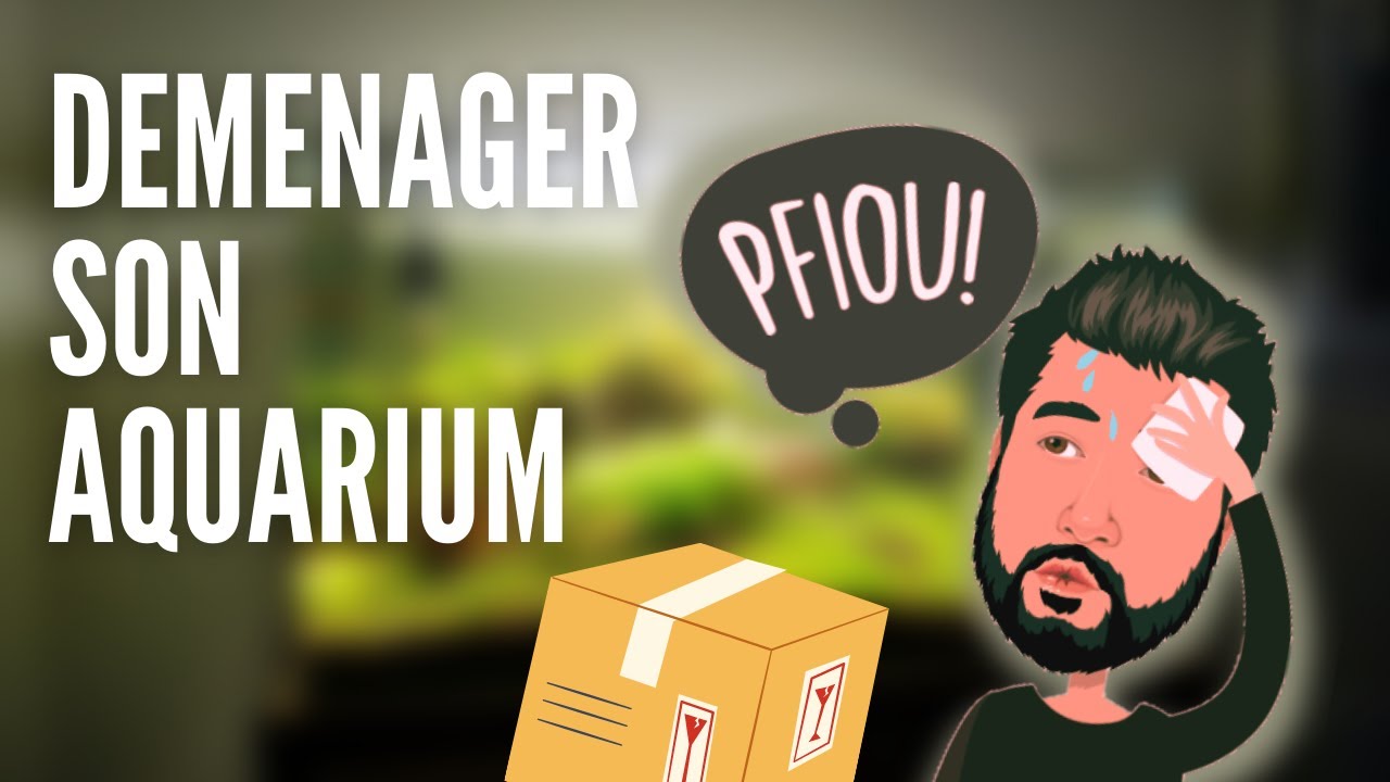 Comment déménager son aquarium